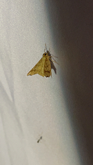Macaria aemulataria