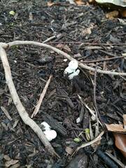 Leucocoprinus cretaceus