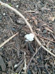 Leucocoprinus cretaceus