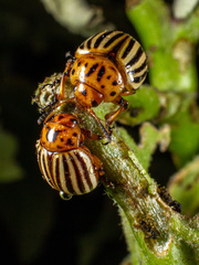 Leptinotarsa decemlineata