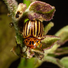 Leptinotarsa decemlineata