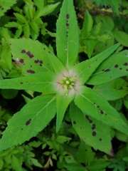 Euphorbia schiedeana