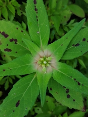 Euphorbia schiedeana