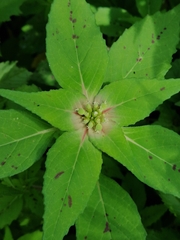 Euphorbia schiedeana