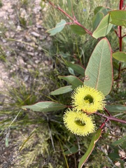 Eucalyptus preissiana