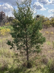 Callitris glaucophylla