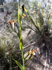 Pterostylis recurva