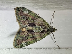 Chloroclysta siterata