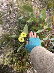 Eucalyptus preissiana