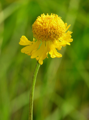 Helenium bigelovii