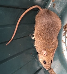 Rattus fuscipes