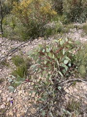 Eucalyptus preissiana
