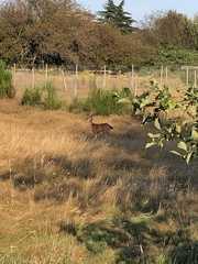 Odocoileus hemionus columbianus