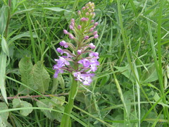 Platanthera psycodes