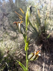 Pterostylis recurva