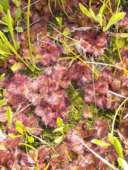 Drosera aberrans