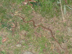 Protobothrops mucrosquamatus