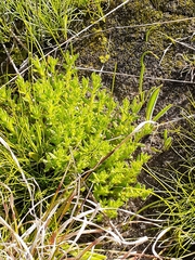 Leptorhynchos squamatus