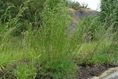 Artemisia commutata