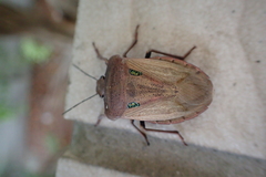 Chalcopis glandulosa