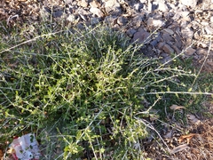 Ceanothus cordulatus