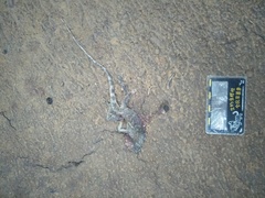 Diploderma swinhonis