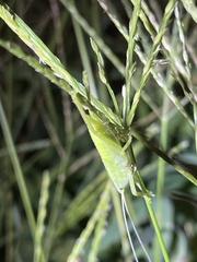 Tettigoniidae