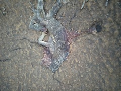 Diploderma swinhonis