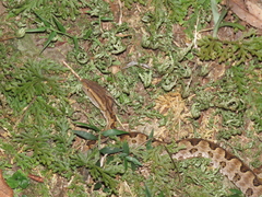 Protobothrops mucrosquamatus
