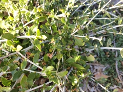 Ceanothus cordulatus