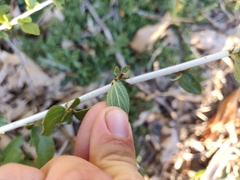 Ceanothus cordulatus