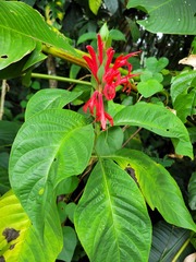Pachystachys coccinea