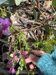 Boronia crenulata