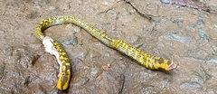 Uropeltidae