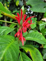 Pachystachys coccinea
