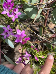 Boronia crenulata