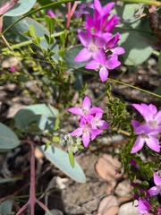 Boronia crenulata