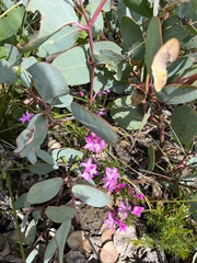Boronia crenulata