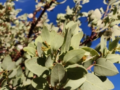 Arctostaphylos viscida viscida