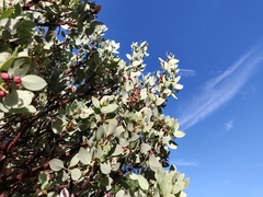 Arctostaphylos viscida viscida