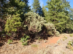 Arctostaphylos viscida viscida