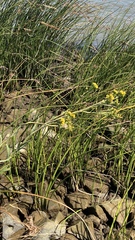Senecio hydrophilus
