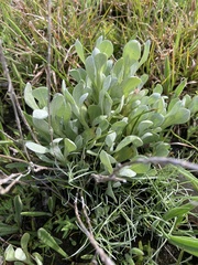 Chrysocephalum apiculatum