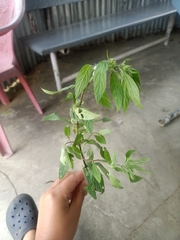 Parietaria pensylvanica