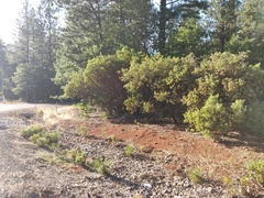 Arctostaphylos viscida viscida