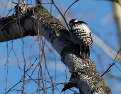 Dendrocopos leucotos