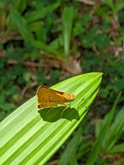 Cephrenes trichopepla