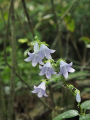 Adenophora remotiflora