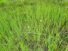 Toxicoscordion venenosum