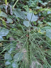 Equisetum telmateia